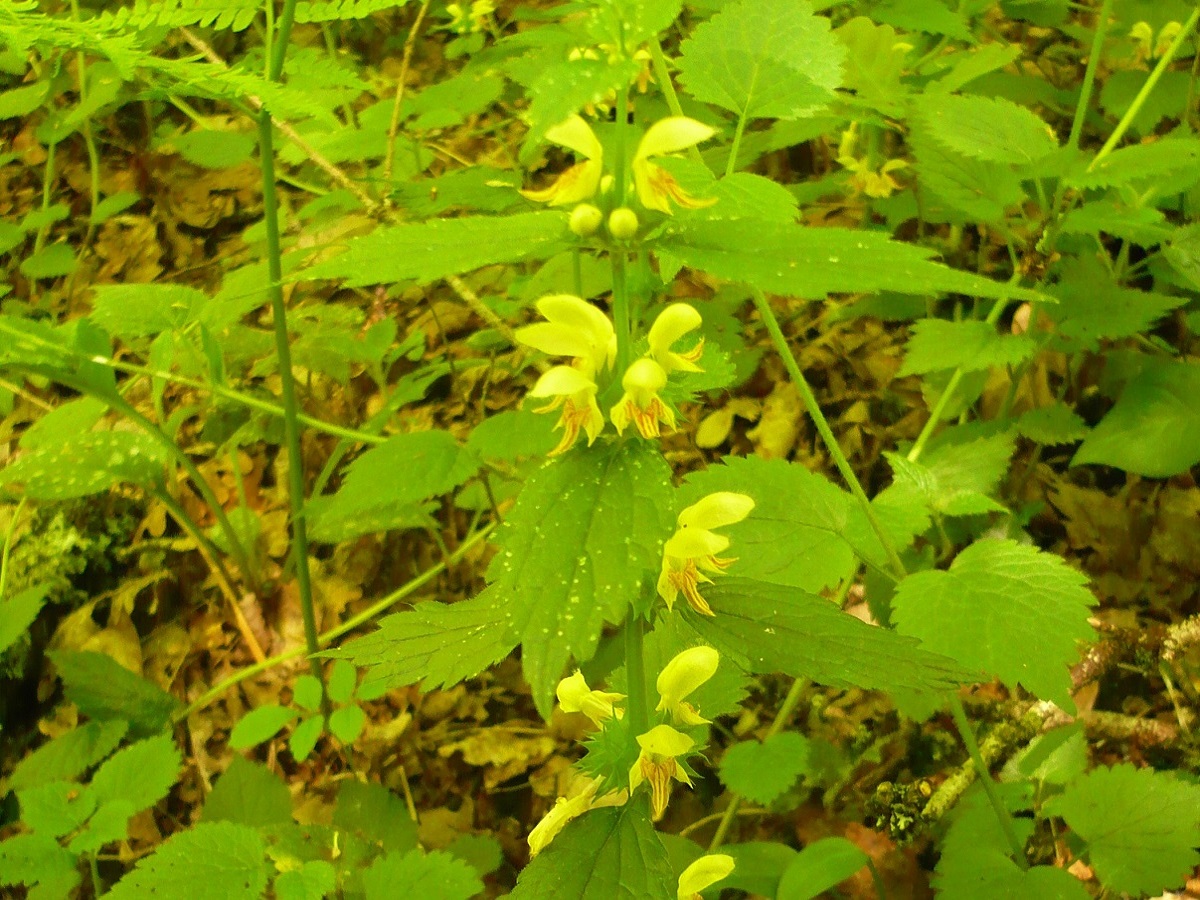 Lamium galeobdolon subsp. montanum (Lamiaceae)
